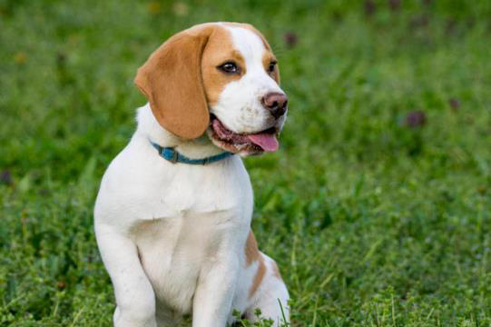 狗狗有这些特征很聪明，平常可能注意不到