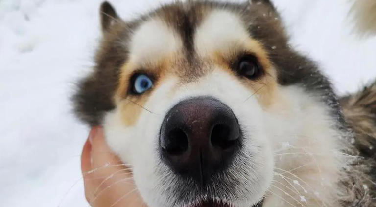 狗狗有这些特征很聪明，平常可能注意不到