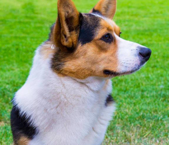 狗狗有这些特征很聪明，平常可能注意不到