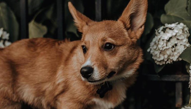 狗狗有这些特征很聪明，平常可能注意不到