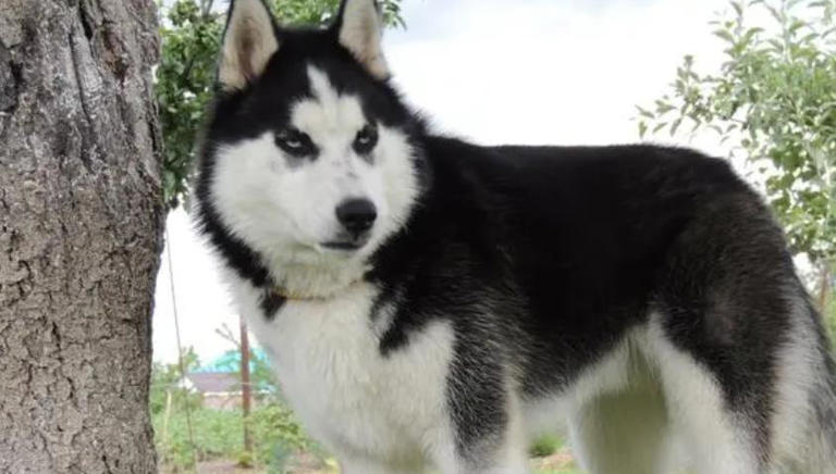 狗狗有这些特征很聪明，平常可能注意不到