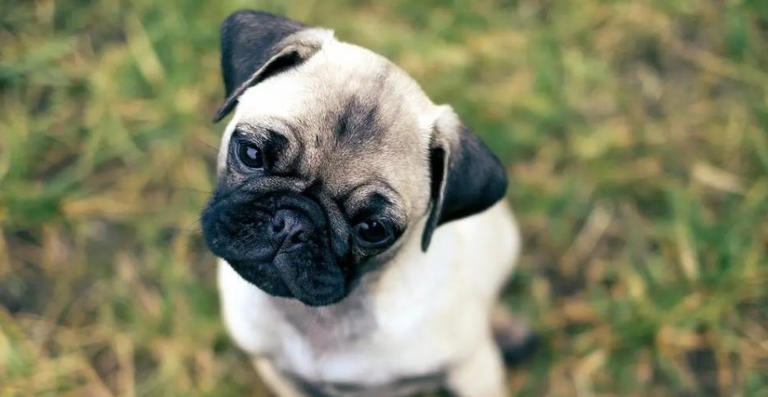 狗狗有这些特征很聪明，平常可能注意不到