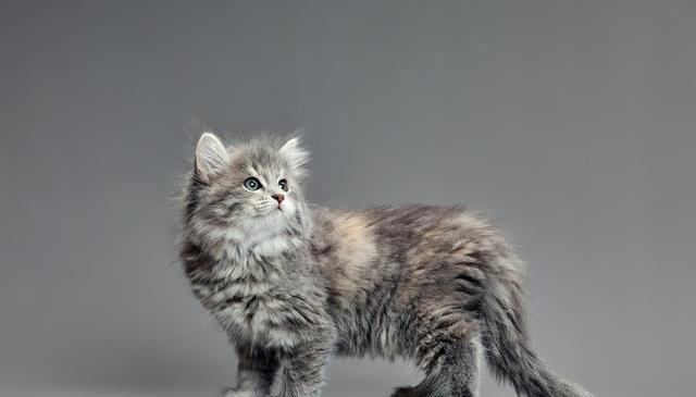 猫咪的小脑袋里，每天都在琢磨啥？