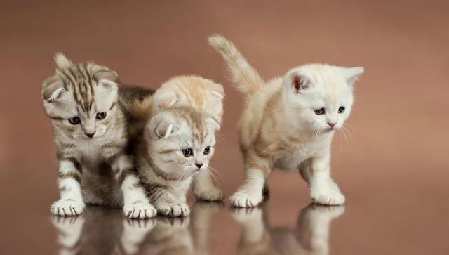 猫咪的小脑袋里，每天都在琢磨啥？