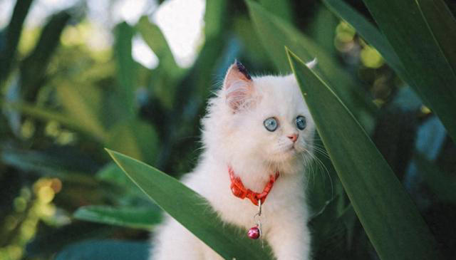 猫咪的小脑袋里，每天都在琢磨啥？