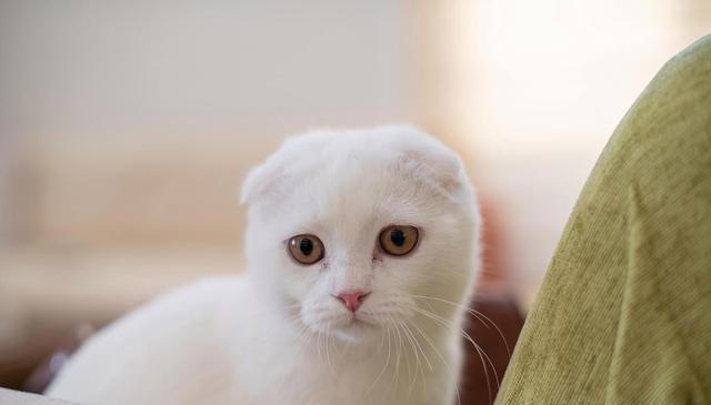 猫咪的小脑袋里，每天都在琢磨啥？