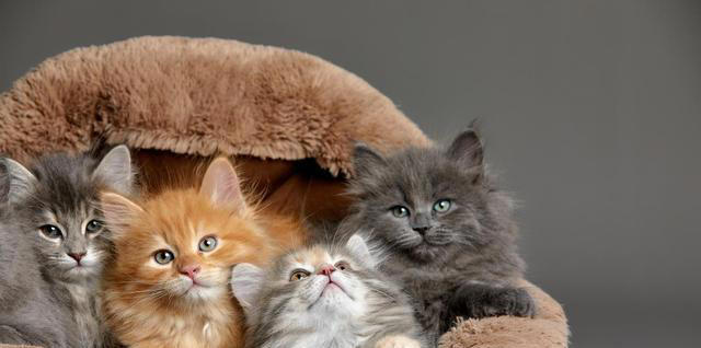 猫咪的小脑袋里，每天都在琢磨啥？