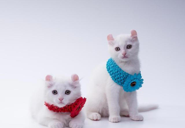 猫咪的小脑袋里，每天都在琢磨啥？