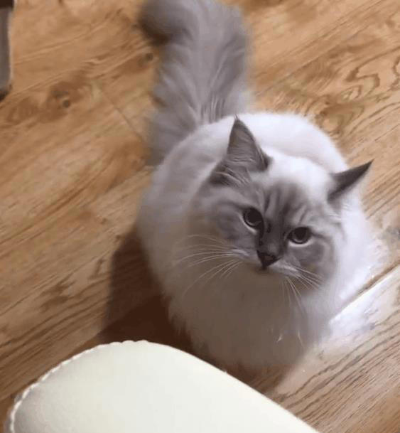 猫咪一直“喵喵叫”，不是叫着玩，可能是这些原因，千万别忽视了