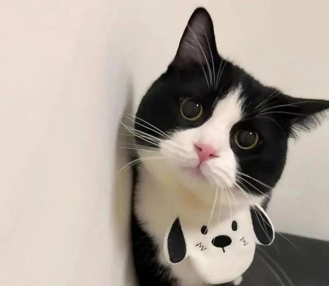 猫咪一直“喵喵叫”，不是叫着玩，可能是这些原因，千万别忽视了