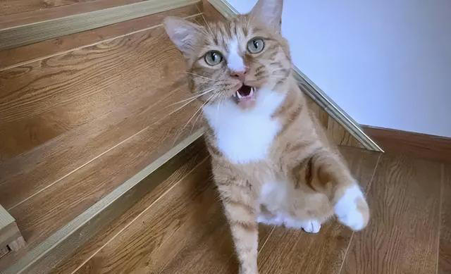 猫咪一直“喵喵叫”，不是叫着玩，可能是这些原因，千万别忽视了