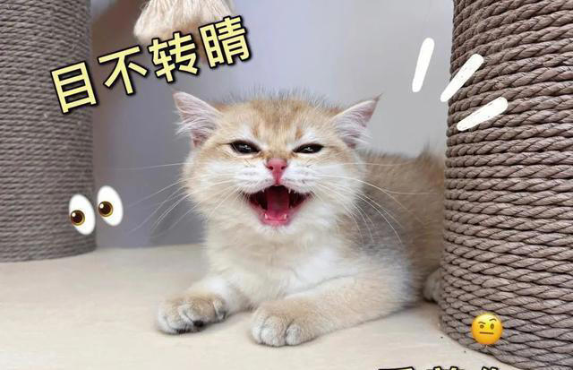猫咪一直“喵喵叫”，不是叫着玩，可能是这些原因，千万别忽视了
