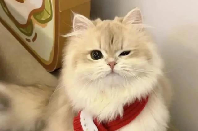 猫咪一直“喵喵叫”，不是叫着玩，可能是这些原因，千万别忽视了