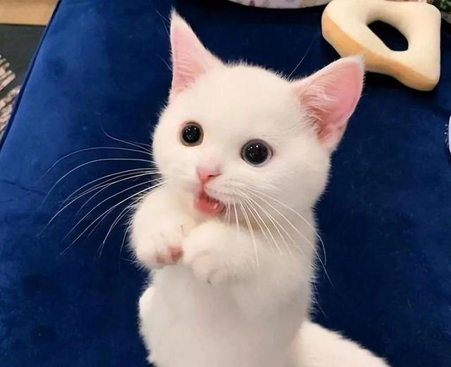 猫咪一直“喵喵叫”，不是叫着玩，可能是这些原因，千万别忽视了