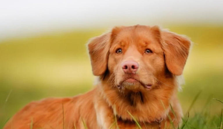 如果狗狗具有这些特征，很可能说明它是一只“聪明”的狗狗