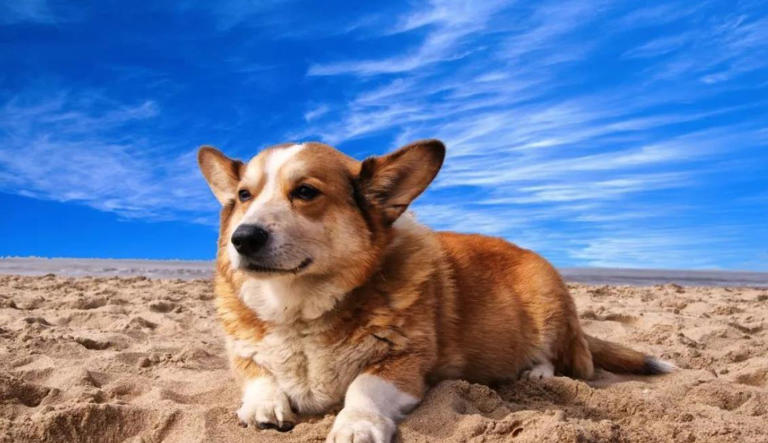 如果狗狗具有这些特征，很可能说明它是一只“聪明”的狗狗