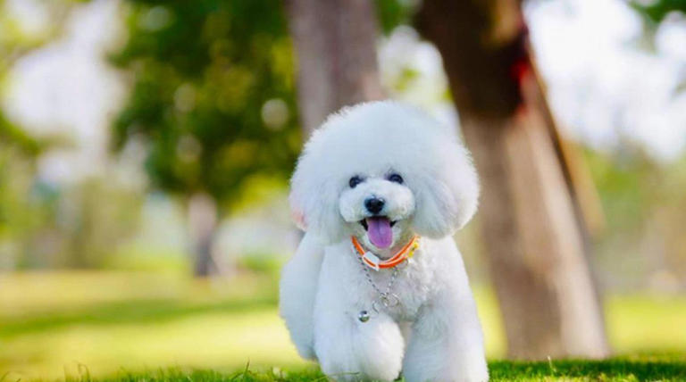 如果狗狗具有这些特征，很可能说明它是一只“聪明”的狗狗