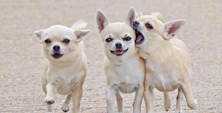 如果狗狗具有这些特征，很可能说明它是一只“聪明”的狗狗