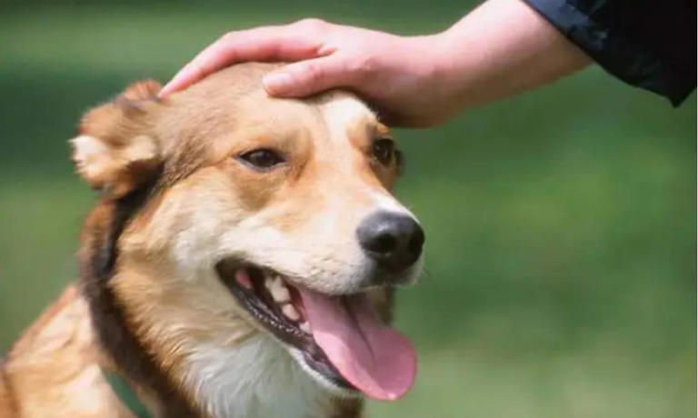 当你摸狗狗脑袋时，它们心里在想什么呢？