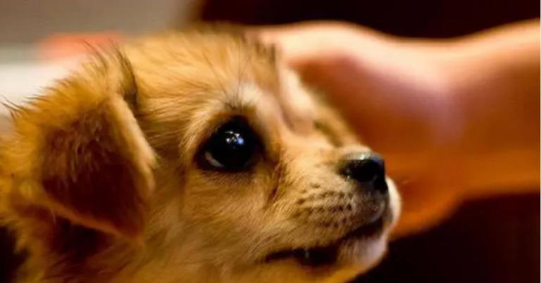 当你摸狗狗脑袋时，它们心里在想什么呢？