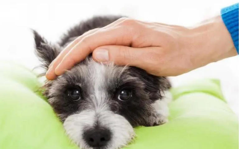 当你摸狗狗脑袋时，它们心里在想什么呢？