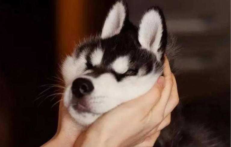 当你摸狗狗脑袋时，它们心里在想什么呢？