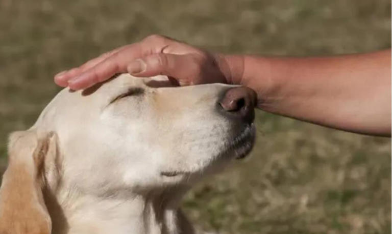 当你摸狗狗脑袋时，它们心里在想什么呢？