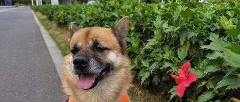 土狗与串串犬大不同！性格、外形、护理全揭秘，哪个更适合你？