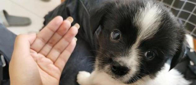 土狗与串串犬大不同！性格、外形、护理全揭秘，哪个更适合你？