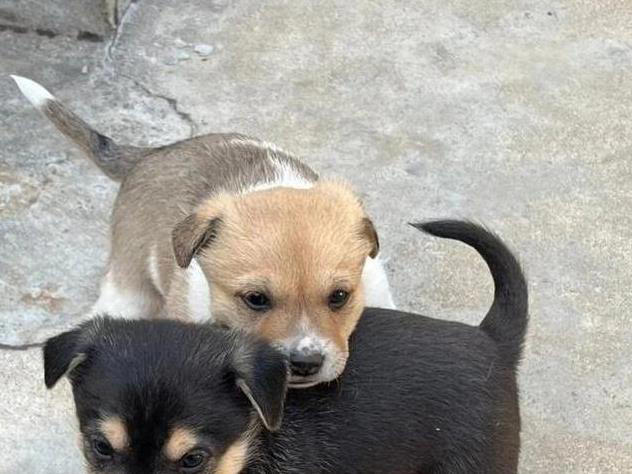  土狗与串串犬大不同！性格、外形、护理全揭秘，哪个更适合你？ 