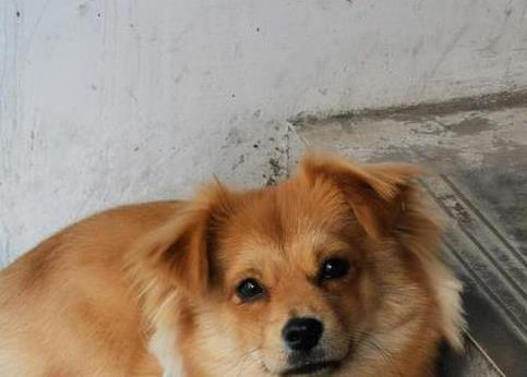 土狗与串串犬大不同！性格、外形、护理全揭秘，哪个更适合你？