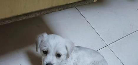 土狗与串串犬大不同！性格、外形、护理全揭秘，哪个更适合你？