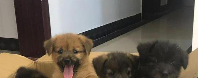 土狗与串串犬大不同！性格、外形、护理全揭秘，哪个更适合你？