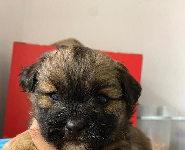 土狗与串串犬大不同！性格、外形、护理全揭秘，哪个更适合你？