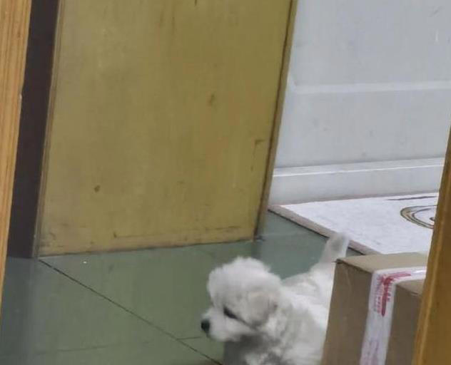 土狗与串串犬大不同！性格、外形、护理全揭秘，哪个更适合你？