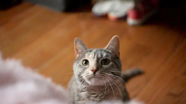 圆脸英短超萌，布偶猫像暖宝宝，哪款猫咪最戳你心？