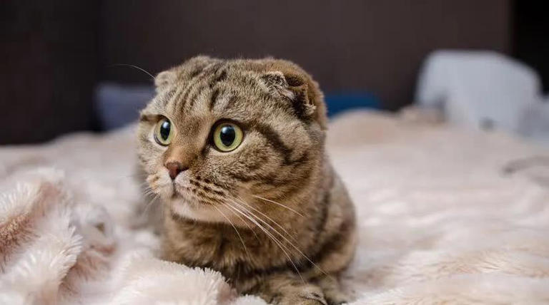 圆脸英短超萌，布偶猫像暖宝宝，哪款猫咪最戳你心？