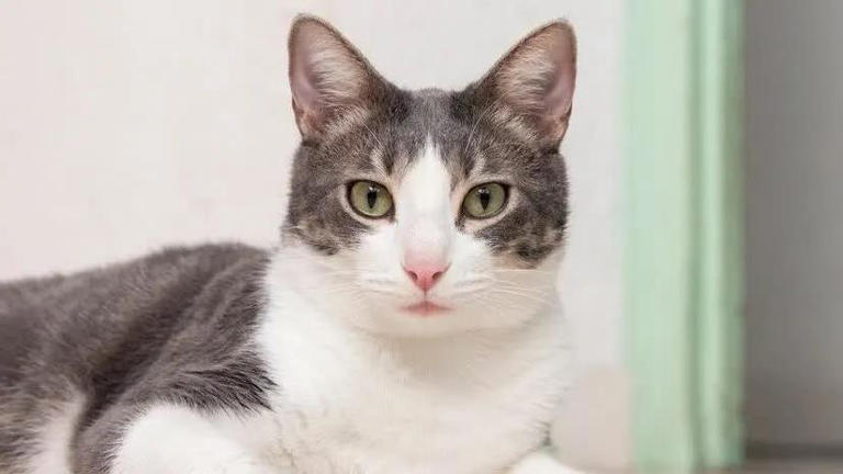 圆脸英短超萌，布偶猫像暖宝宝，哪款猫咪最戳你心？