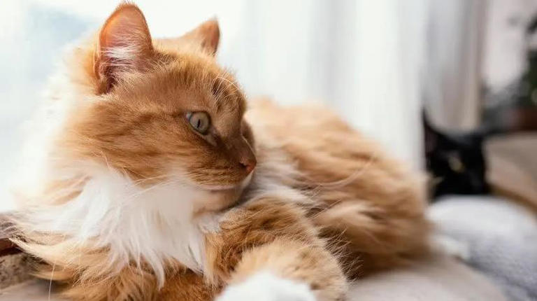 圆脸英短超萌，布偶猫像暖宝宝，哪款猫咪最戳你心？