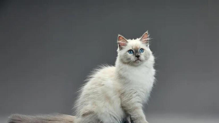 圆脸英短超萌，布偶猫像暖宝宝，哪款猫咪最戳你心？