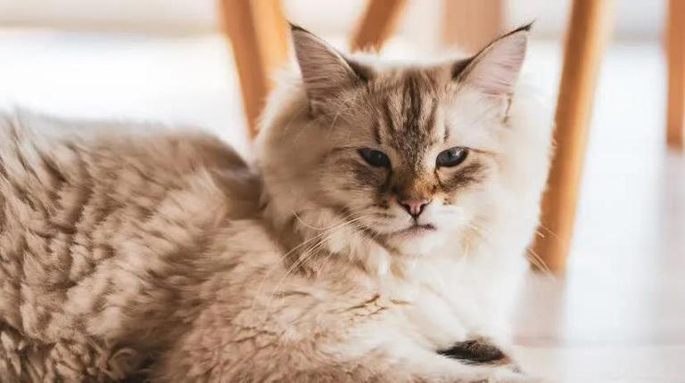 圆脸英短超萌，布偶猫像暖宝宝，哪款猫咪最戳你心？