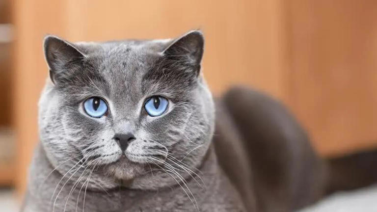 圆脸英短超萌，布偶猫像暖宝宝，哪款猫咪最戳你心？