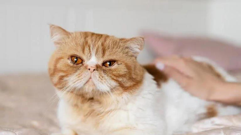 圆脸英短超萌，布偶猫像暖宝宝，哪款猫咪最戳你心？