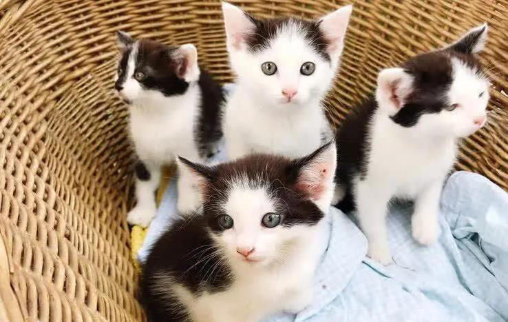 圆脸英短超萌，布偶猫像暖宝宝，哪款猫咪最戳你心？