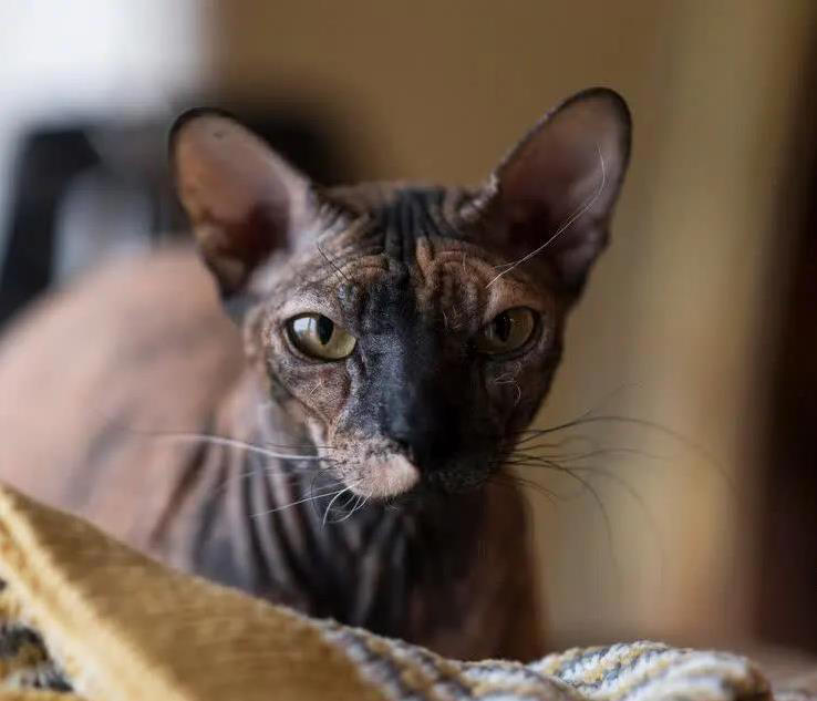 圆脸英短超萌，布偶猫像暖宝宝，哪款猫咪最戳你心？