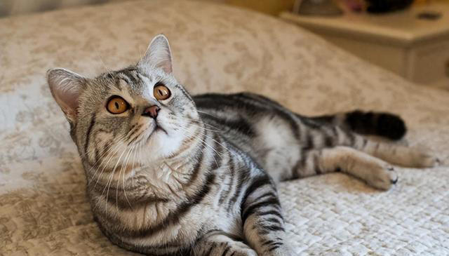 五种最亲近人类的猫：性格特征与注意事项