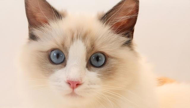 五种最亲近人类的猫：性格特征与注意事项