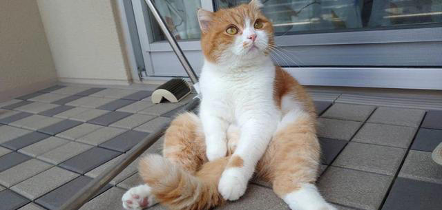 五种最亲近人类的猫：性格特征与注意事项