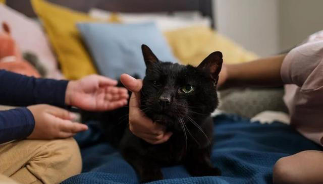 兽医提醒：养猫久了才明白，它“假咬”你，不是在跟你玩