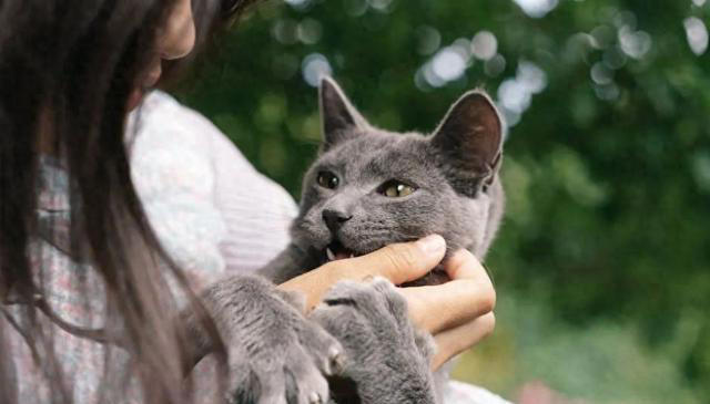 兽医提醒：养猫久了才明白，它“假咬”你，不是在跟你玩